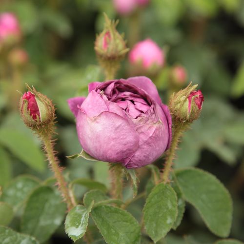 Rosen Online Kaufen - Rosa Capitaine John Ingram - violett - moos-rosen - stark duftend - Jean Laffay - Aus dieser malvenfarbenen, intensiv duftenden Moosrose kann man eine dicht verzweigte, buschige Rose züchten.